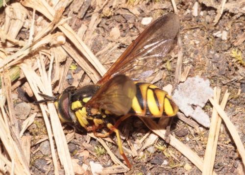Réf. 289 786 : Chrysotoxum intermedium